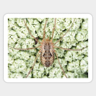 Harvestman - Phalangium opilio Sticker